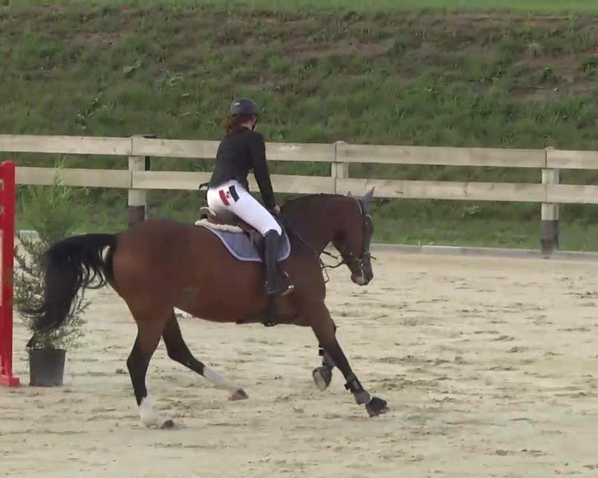 horse Carmen Sandiego (Holsteiner, 2008, from Capilano)