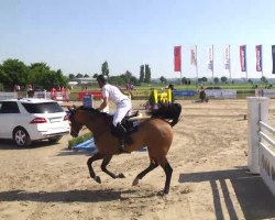 jumper Fidelio 279 (Belgian Warmblood, 2005, from Floretto N)