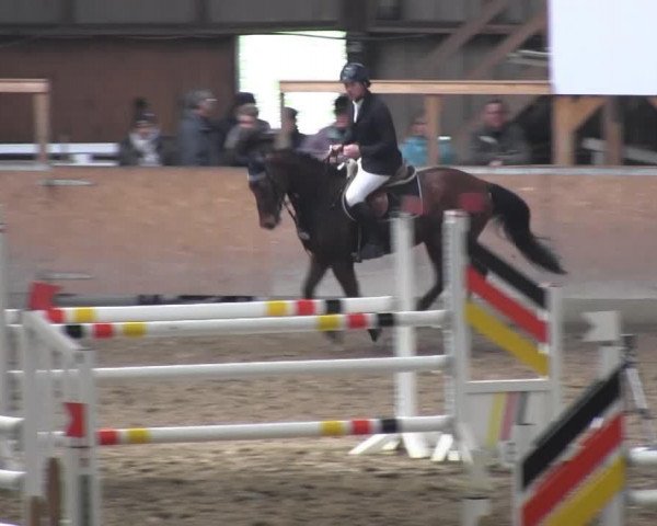 jumper Small Edition (Hanoverian, 2007, from Stand Up 2)