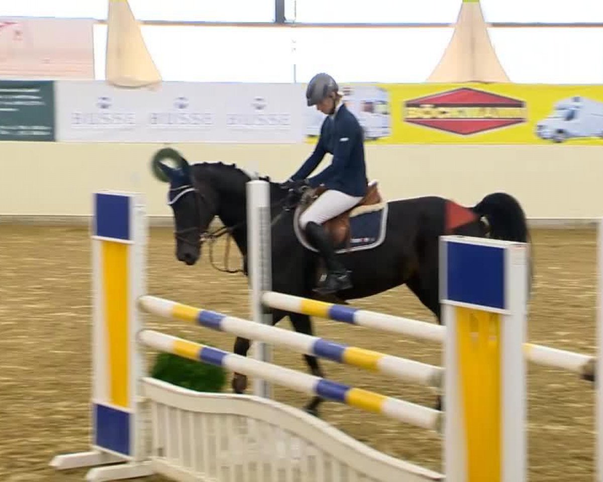 jumper Selva 4 (Hanoverian, 2009, from Stolzenberg)