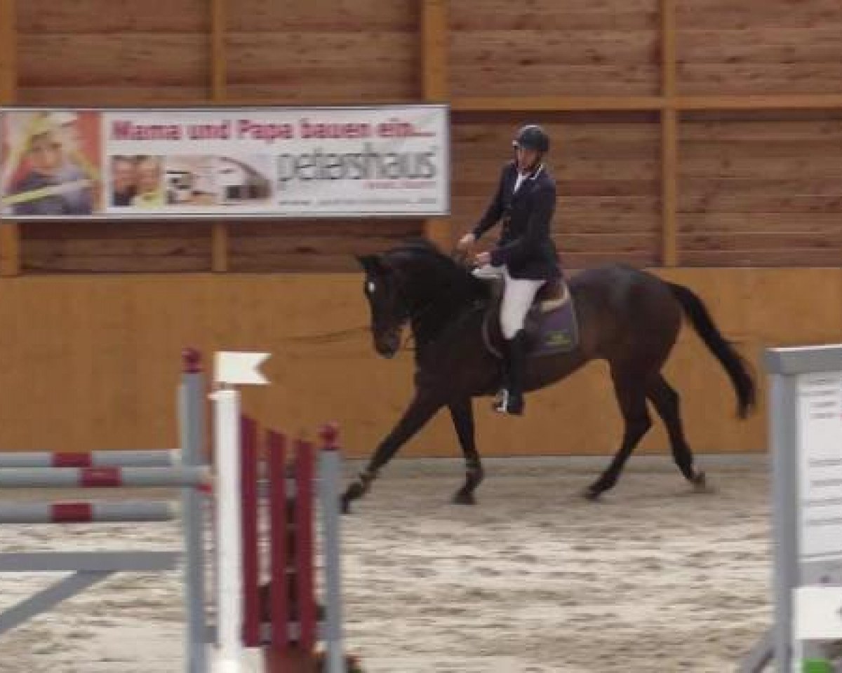 jumper Quickstepp 9 (Rhinelander, 2008, from Quick Star)