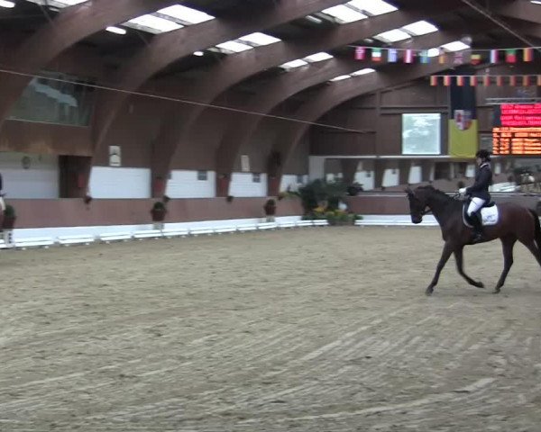 dressage horse Belissima Cosa (Westphalian, 2009, from Belissimo NRW)