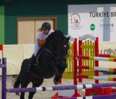 dressage horse Azer (Bulgarian Warmblood, 2002, from Aistancer)