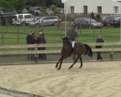 jumper Ballerina SW CH (Swiss Warmblood, 2006, from Quidam de Leymen Z)