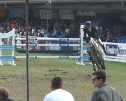 jumper Wienna K (Holsteiner, 2006, from Cassaro 5)