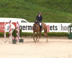 jumper Capasio (Oldenburg show jumper, 2007, from Casio)