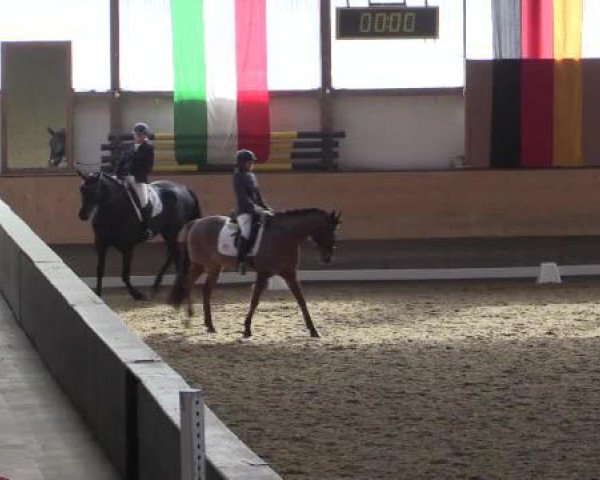 dressage horse Donna Novella T (Hanoverian, 2008, from Don Frederico)