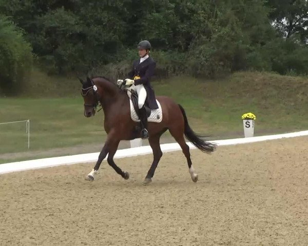 Pferd Waterman (Polnisches Warmblut, 2003, von Weltstein)