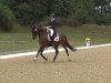 horse Waterman (Polish Warmblood, 2003, from Weltstein)