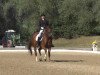 dressage horse Bazooka 6 (Hanoverian, 2006, from Belissimo NRW)