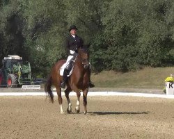 dressage horse Bazooka 6 (Hanoverian, 2006, from Belissimo NRW)