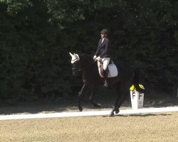 dressage horse Davinia 41 (Hanoverian, 2007, from Don Frederico)