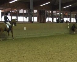 dressage horse Daisy von der Held (Zweibrücken, 2009, from Damon Hill)