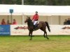 jumper Admiral (Oldenburg show jumper, 2007, from Clinton H)