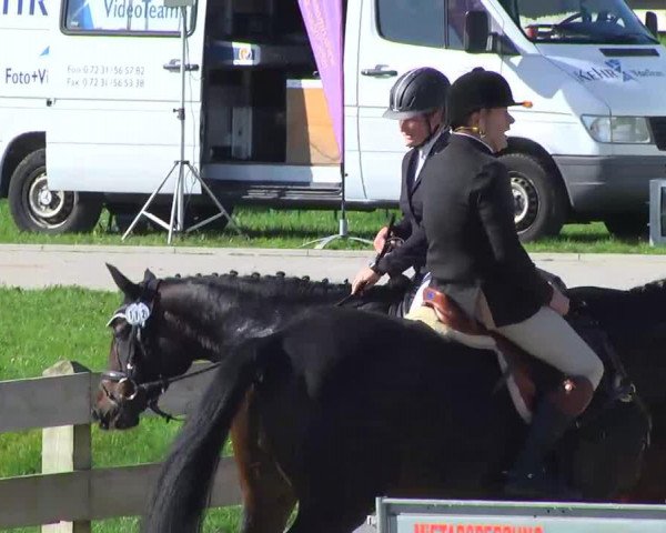 horse Blackjack 3 (German Sport Horse, 2008, from Blackstone I)