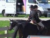 horse Blackjack 3 (German Sport Horse, 2008, from Blackstone I)