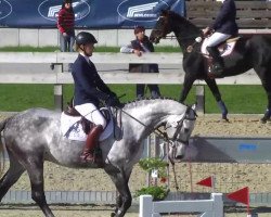 jumper Rimini 77 (German Sport Horse, 2008, from Rich Charly I)