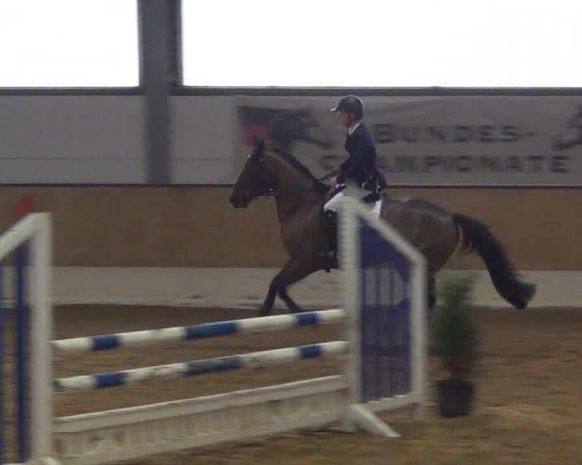 broodmare Sanya G (Hanoverian, 2008, from Salito)
