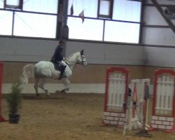 Springpferd Shantou G (unbekannt, 0000)