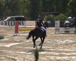 dressage horse C'est la vie mein Spiegelpony (Westphalian, 2009, from Captain Fire)