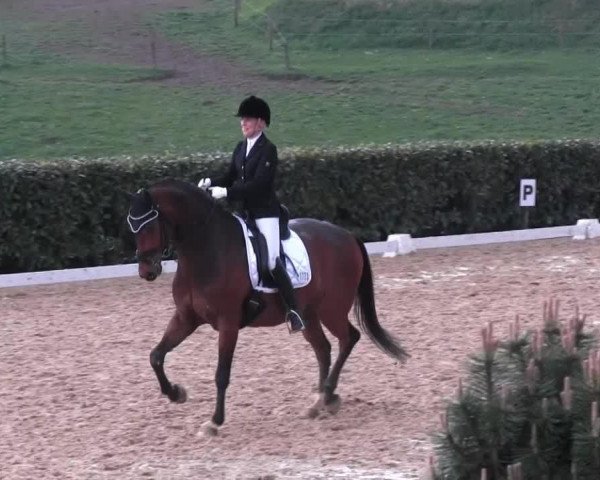 dressage horse Seventy- Seven (Westphalian, 2008, from Sunny-Boy)