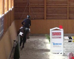 broodmare Carthagena 7 (Oldenburg show jumper, 2009, from Codec)