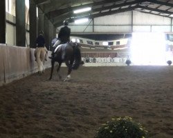 dressage horse Belfegore (Westphalian, 2008, from Belissimo NRW)