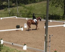 dressage horse Jim Knopf 121 (Rhinelander, 2008, from Jazz Rubin)