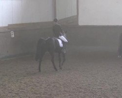 dressage horse Rubinstern 11 (Oldenburg, 2006, from Rubinero 2)