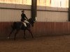 dressage horse Lucca 106 (German Warmblood, 2006, from Liberty Son)