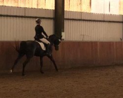 dressage horse Lucca 106 (German Warmblood, 2006, from Liberty Son)