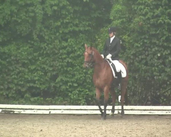 dressage horse Wayne 27 (Westphalian, 1999)