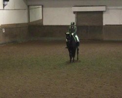 dressage horse Hailey 2 (Rhinelander, 2005, from Hibiskus)