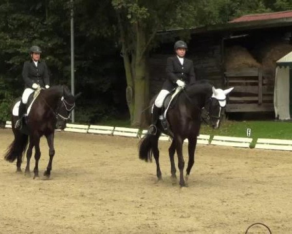 dressage horse Ronja Räubertochter K (Westphalian, 2000, from Rheingau)