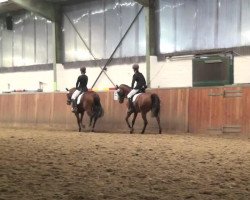 dressage horse Mozart 276 (German Riding Pony, 2001, from Molenhorn's Pasja)