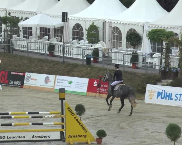 Springpferd Ceterna (KWPN (Niederländisches Warmblut), 2007)