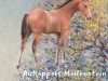 dressage horse Aukoppels Meilenstein (German Riding Pony, 2021, from Hesselteichs Movie Maker)