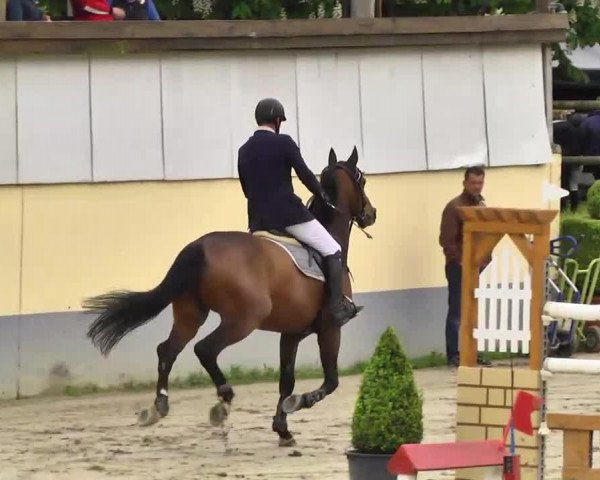 Springpferd Qentor de Malev (Selle Français, 2004, von Arioso du Theillet)