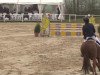 jumper Latina 248 (Hanoverian, 2009, from Legat)