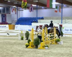 jumper Livia 85 (Oldenburg, 2008, from Lord Pezi)