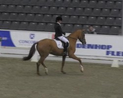 dressage horse Fleur 400 (Hanoverian, 2010, from Fuechtels Floriscount OLD)