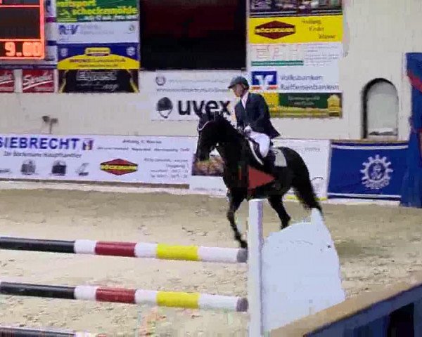 jumper Shotiko (Hanoverian, 2006, from Stakkato)