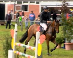 jumper Calvalou (Oldenburg show jumper, 2007, from Calvaro Z)