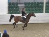 jumper Quilou (Oldenburg show jumper, 2008, from Quintender 2)