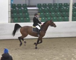 jumper Quilou (Oldenburg show jumper, 2008, from Quintender 2)