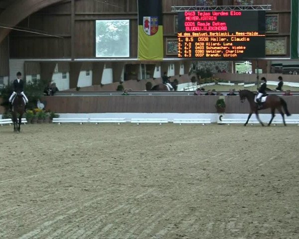 dressage horse Elco 19 (KWPN (Royal Dutch Sporthorse), 2009, from Vivaldi)