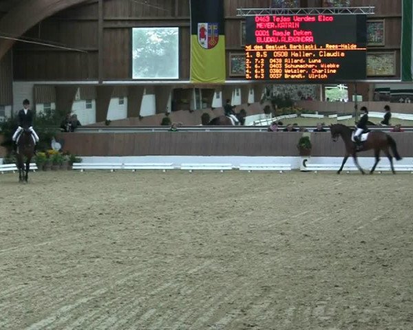 Dressurpferd Elco 19 (KWPN (Niederländisches Warmblut), 2009, von Vivaldi)