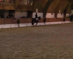 dressage horse Daylights Hope (Oldenburg, 2010, from Glock's Romanov)