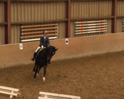 dressage horse Diamond Boy 11 (Hanoverian, 2009, from Diamond Hit)