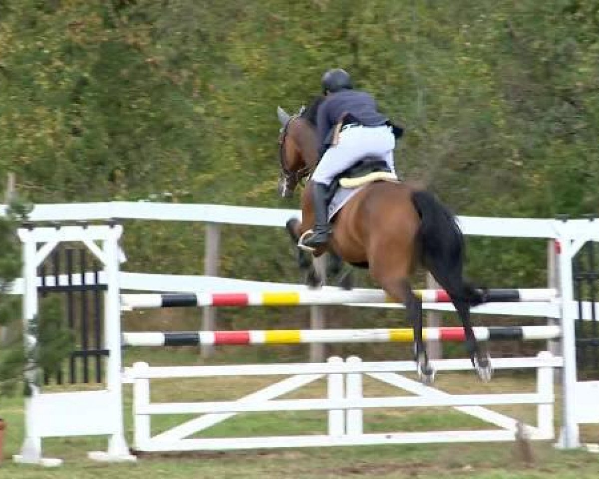 Springpferd Camiro 45 (Oldenburger Springpferd, 2008, von Casiro I)